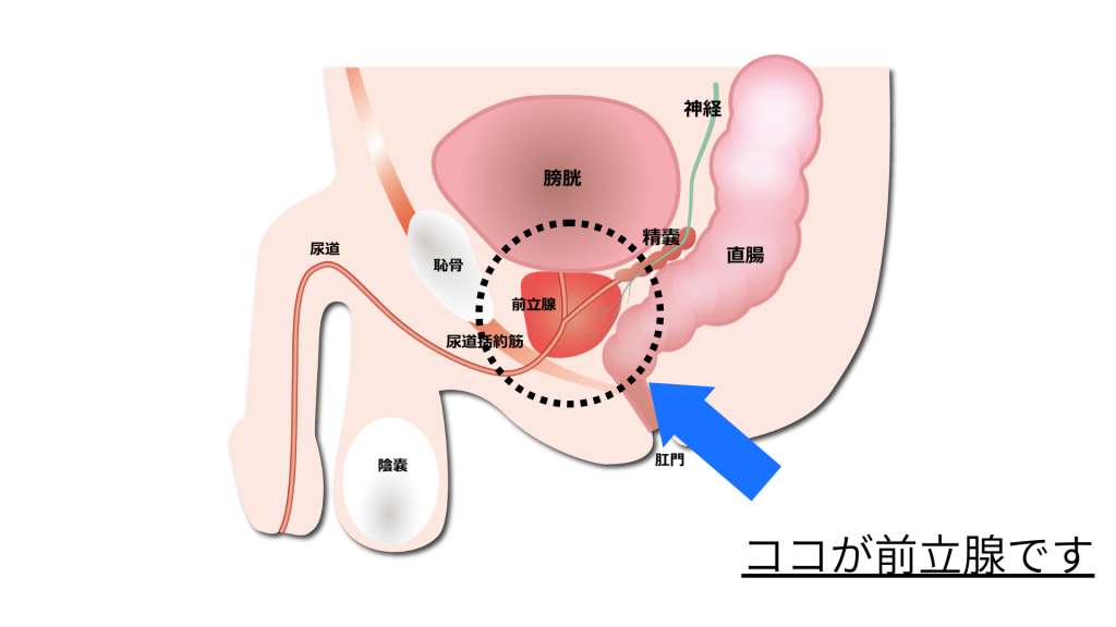 前立腺の説明